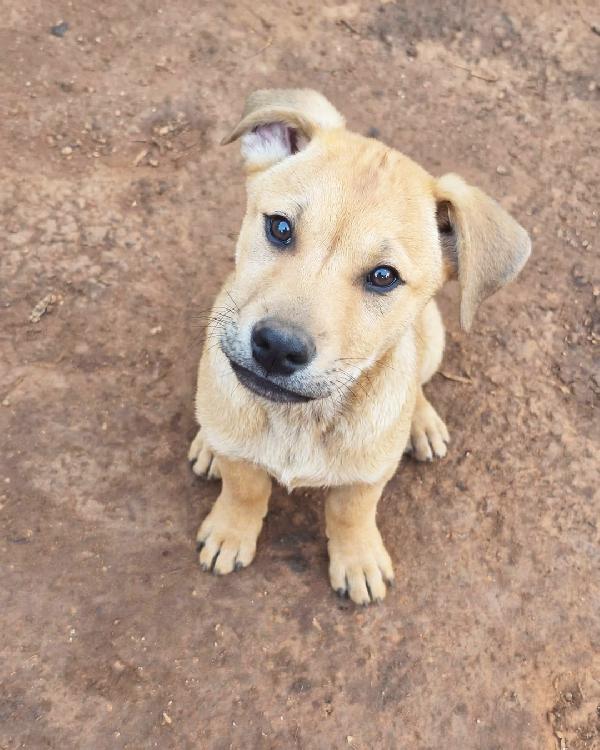 Tristan, dolce e buono Foto 5