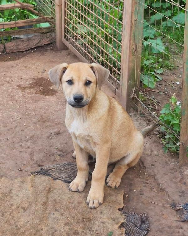 Tristan, dolce e buono Foto 6