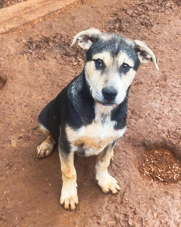 Tito, Cucciolo Dolcissimo In Cerca Di Casa