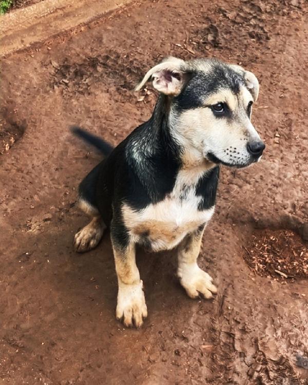 Tito, cucciolo dolcissimo in cerca di casa Foto 2