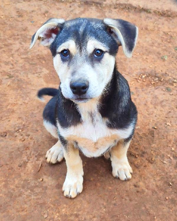 Tito, cucciolo dolcissimo in cerca di casa Foto 3