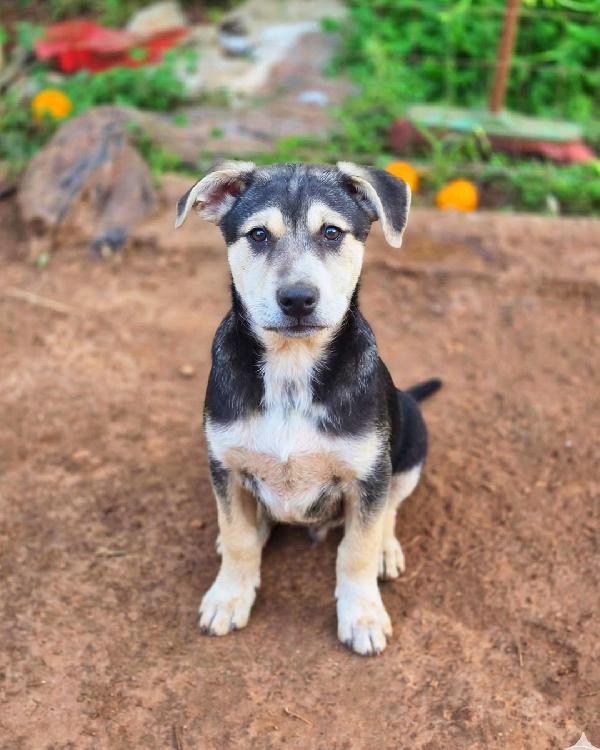 Tito, cucciolo dolcissimo in cerca di casa Foto 4