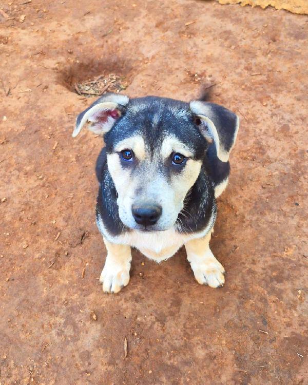 Tito, cucciolo dolcissimo in cerca di casa Foto 5