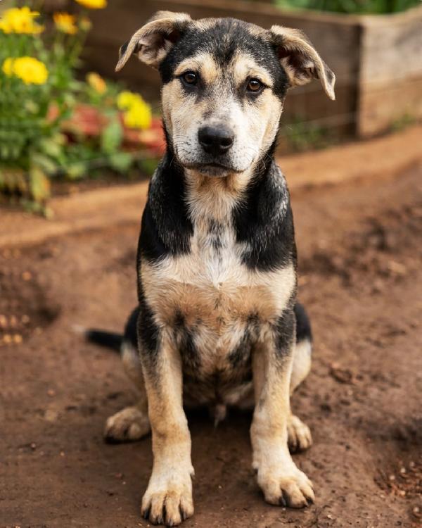 Tito, cucciolo dolcissimo in cerca di casa Foto 6