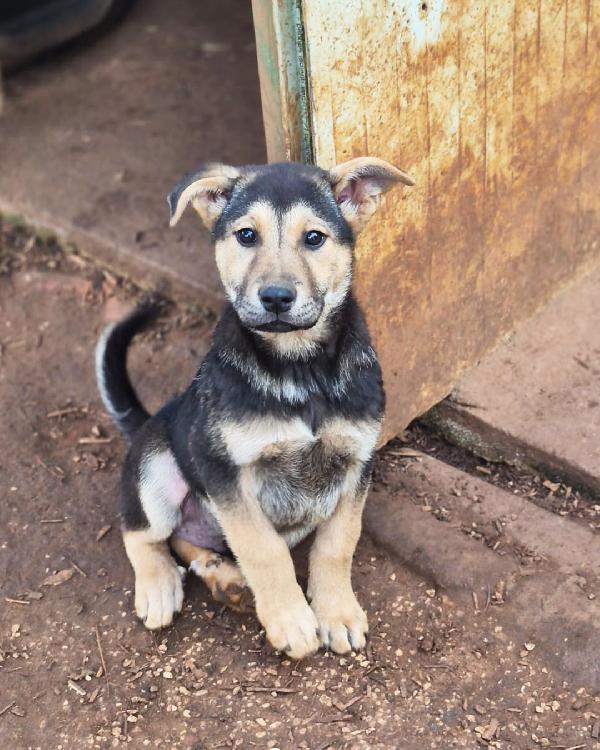 Tyson Dal Codino Simpatico In Adozione Gratuita 