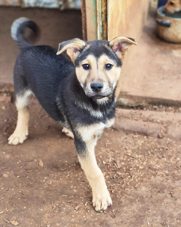 Tyson dal codino simpatico in adozione gratuita  Foto 2