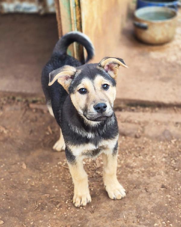 Tyson dal codino simpatico in adozione gratuita  Foto 3