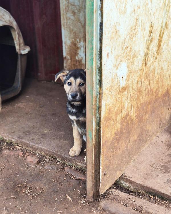 Tyson dal codino simpatico in adozione gratuita  Foto 6