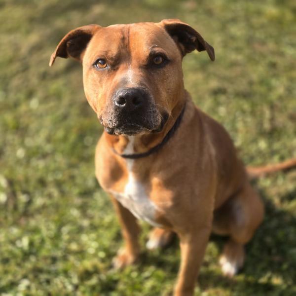 Pitbull 7Anni Molto Buono,Salvato..roma