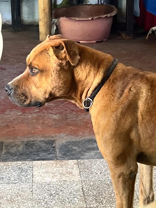 Pitbull 7anni molto buono,salvato..ROMA Foto 2