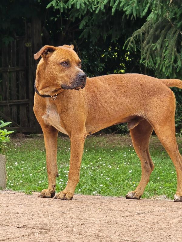 Pitbull 7anni molto buono,salvato..ROMA Foto 3
