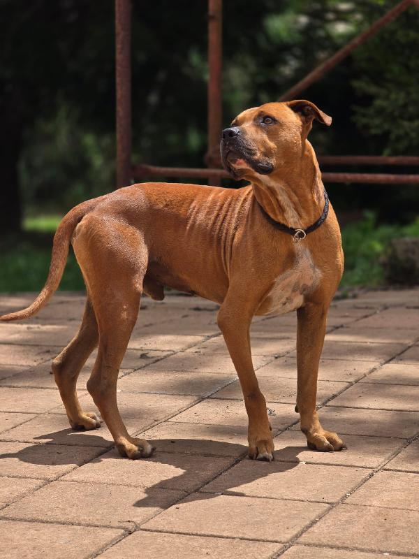 Pitbull 7anni molto buono,salvato..ROMA Foto 4