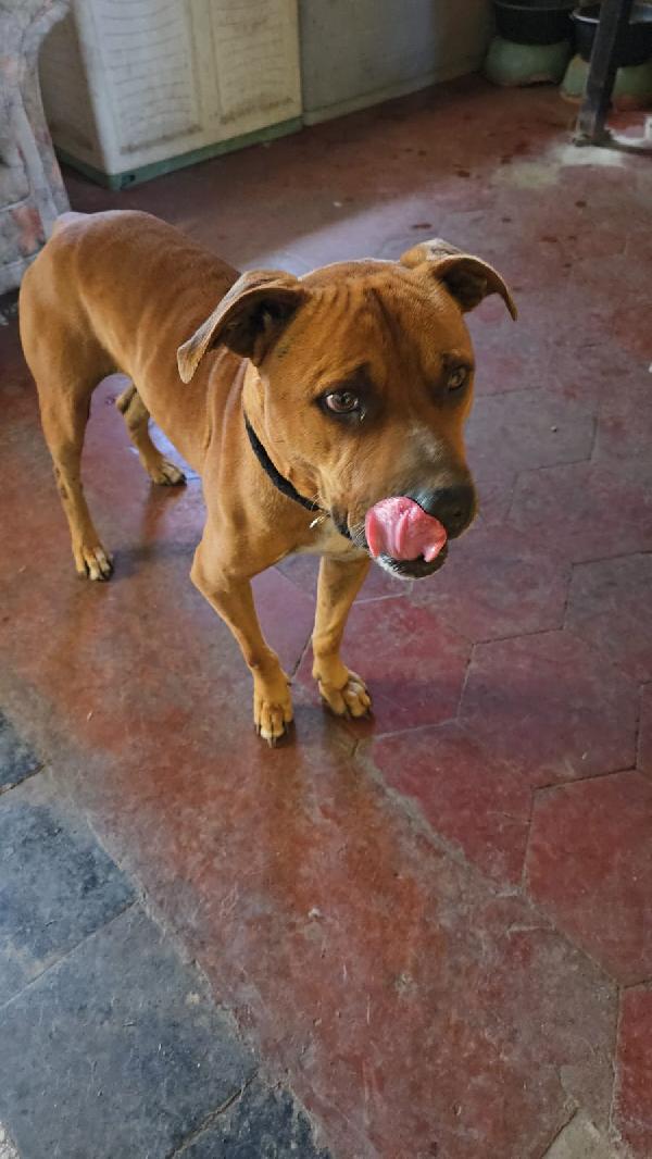 Pitbull 7anni molto buono,salvato..ROMA Foto 5