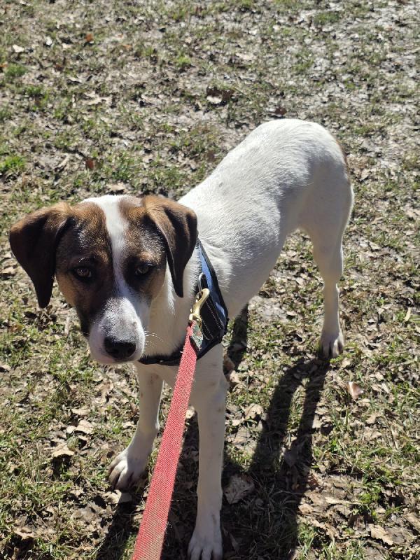 Macky Femmina 16Mesi Tg Media Bergamo