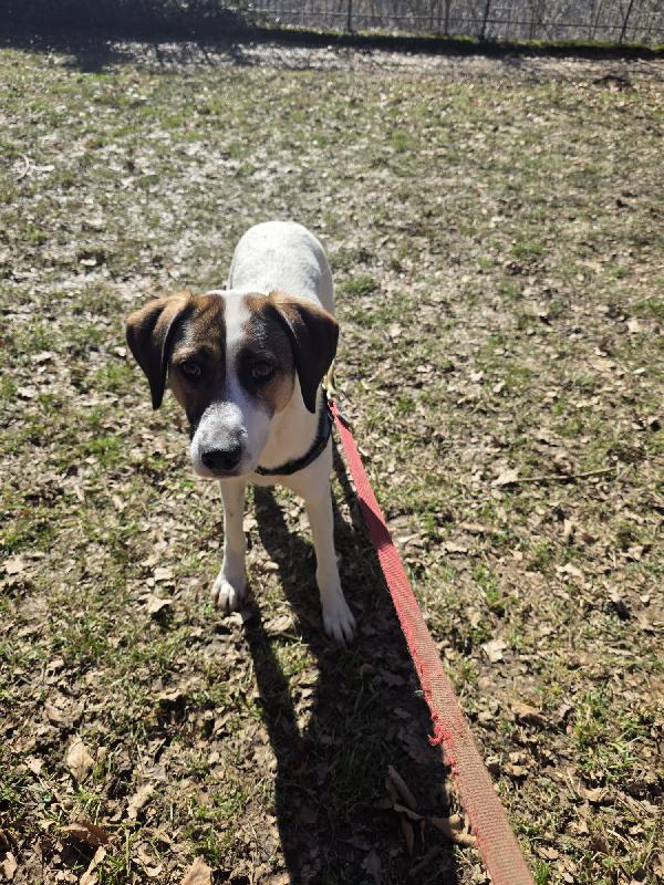 Macky femmina 16mesi tg media BERGAMO Foto 2