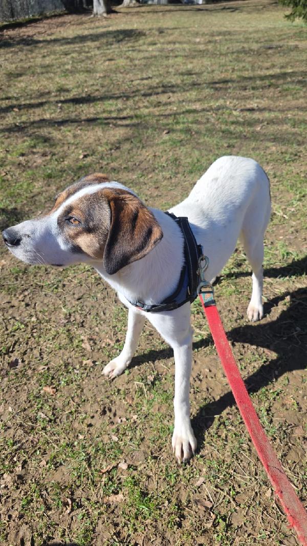 Macky femmina 16mesi tg media BERGAMO Foto 4