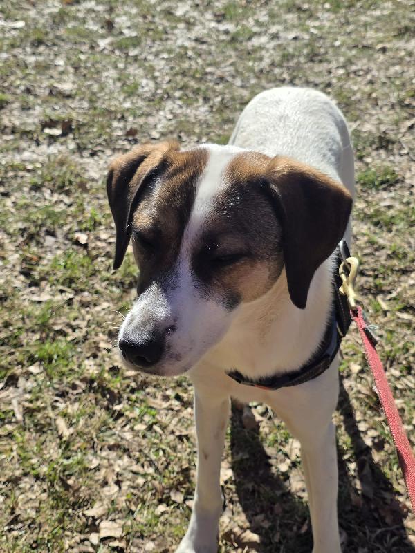 Macky femmina 16mesi tg media BERGAMO Foto 5