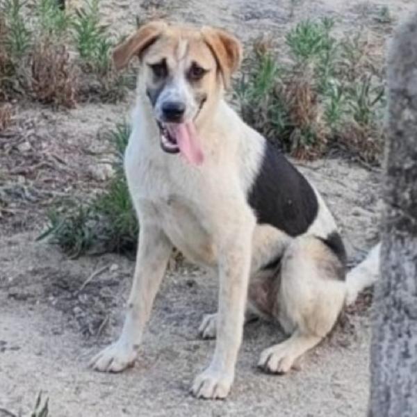 Sofia 2Anni Nessuna Chiamata Finita In Canile.calabria