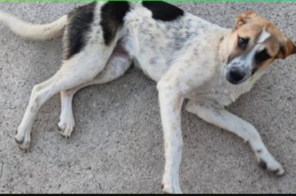 Sofia 2anni nessuna chiamata finita in canile.CALABRIA Foto 2