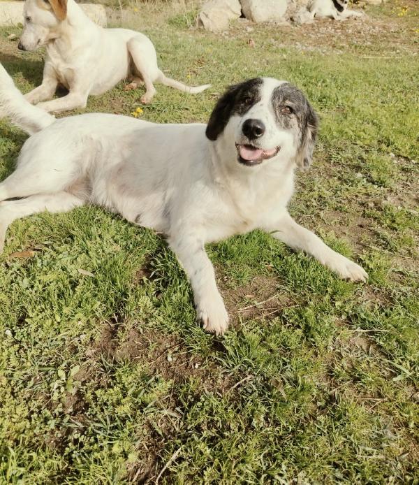 Queen Splendida Dolce Giovanotta Cerca Casa 