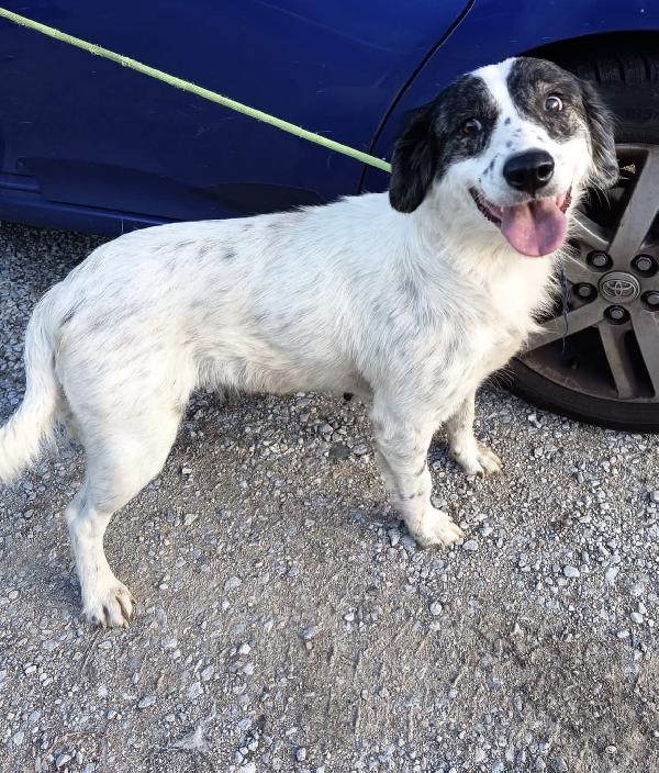 Queen splendida dolce giovanotta cerca casa  Foto 2