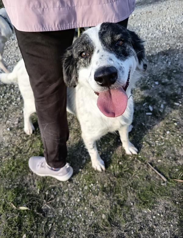 Queen splendida dolce giovanotta cerca casa  Foto 3