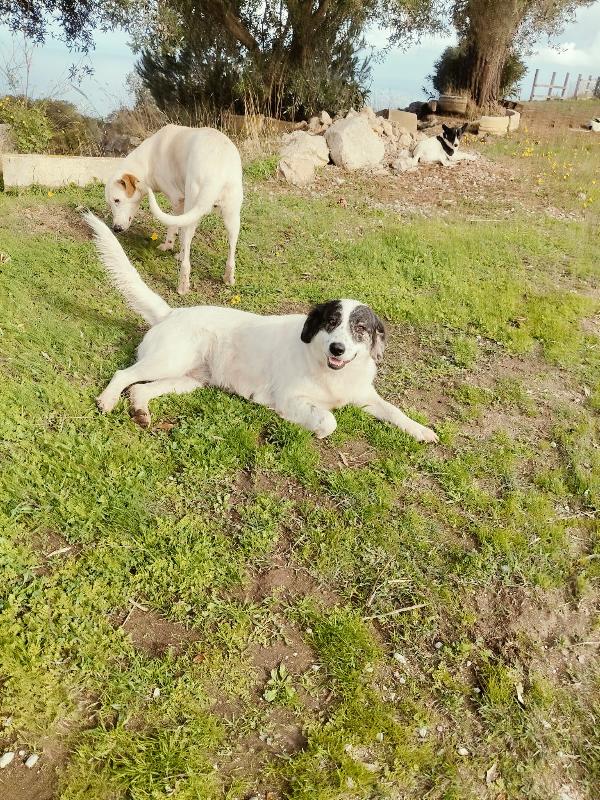 Queen splendida dolce giovanotta cerca casa  Foto 4