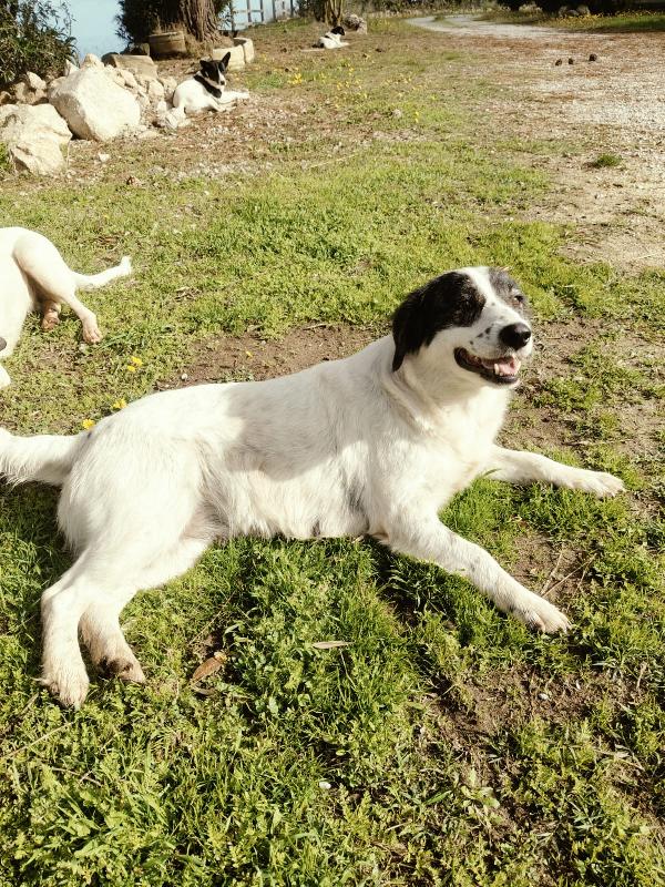 Queen splendida dolce giovanotta cerca casa  Foto 5