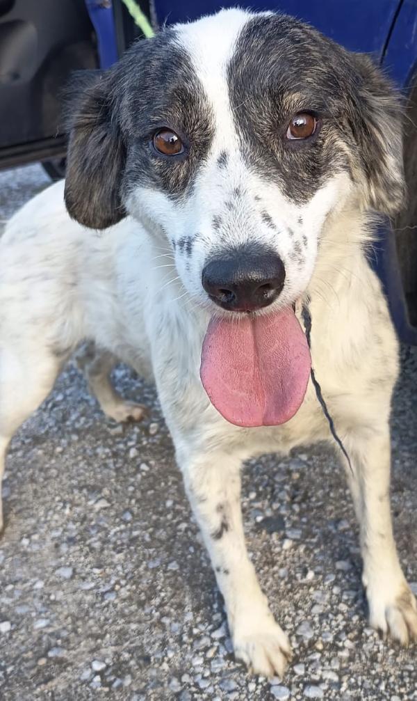 Queen splendida dolce giovanotta cerca casa  Foto 6