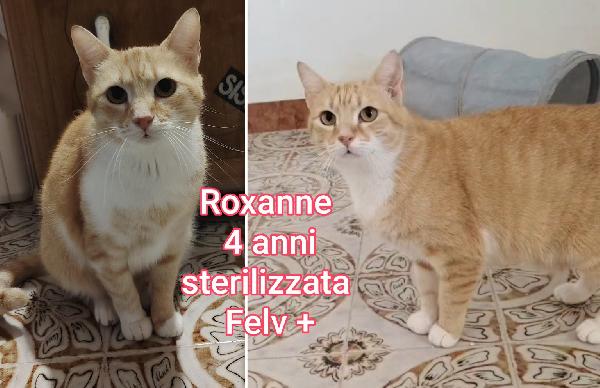 Chiamate x salvare un micio  Foto 7