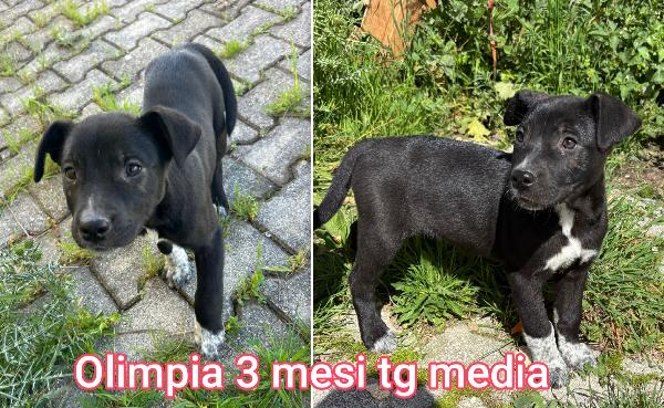 Cucciolotti In Cerca Di Casa