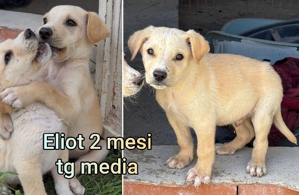 Cucciolotti in cerca di casa Foto 4