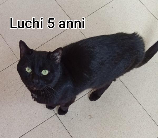 GATTINI ABBANDONATI: EMERGENZA  Foto 7