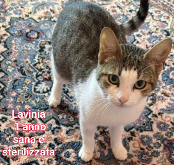 GATTINI ABBANDONATI: EMERGENZA  Foto 6