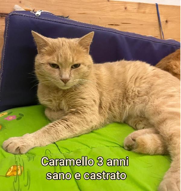 GATTINI ABBANDONATI: EMERGENZA  Foto 10