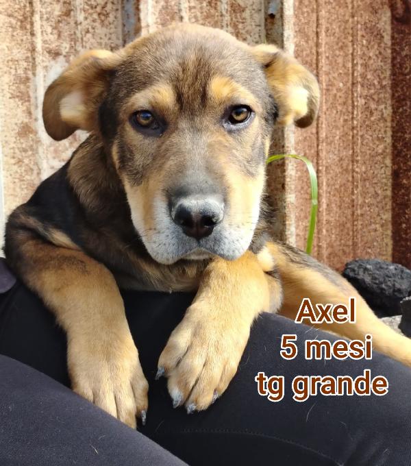 Cuccioli dai 2 mesi! Urgente Foto 3