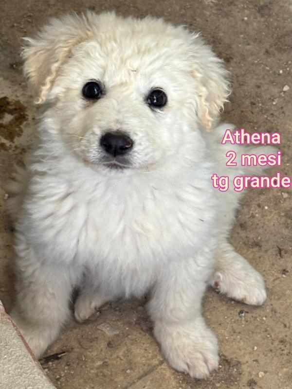 Cuccioli dai 2 mesi! Urgente Foto 5