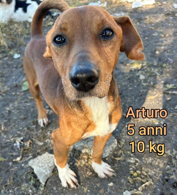 CANI PICCOLI E CONTENUTI  Foto 2