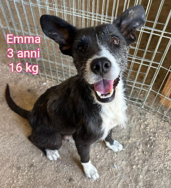 CANI PICCOLI E CONTENUTI  Foto 3