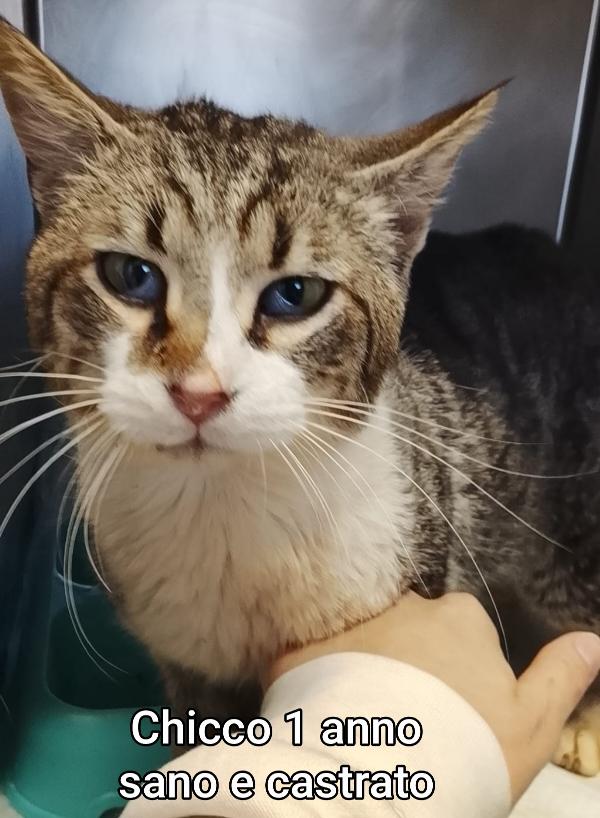 MICETTI BISOGNOSI! SALVATELI Foto 7