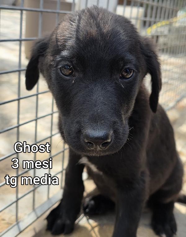 ADOTTA UN CUCCIOLO!!! Foto 3