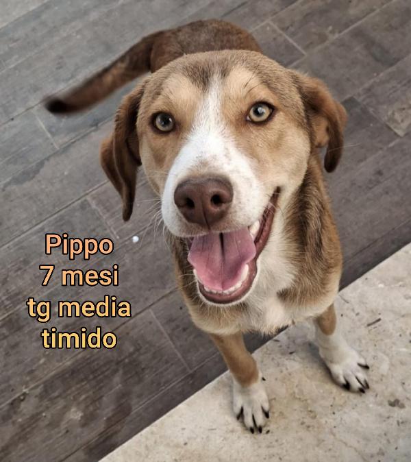 ADOTTA UN CUCCIOLO!!! Foto 4