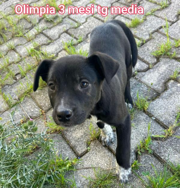 ADOTTA UN CUCCIOLO!!! Foto 6