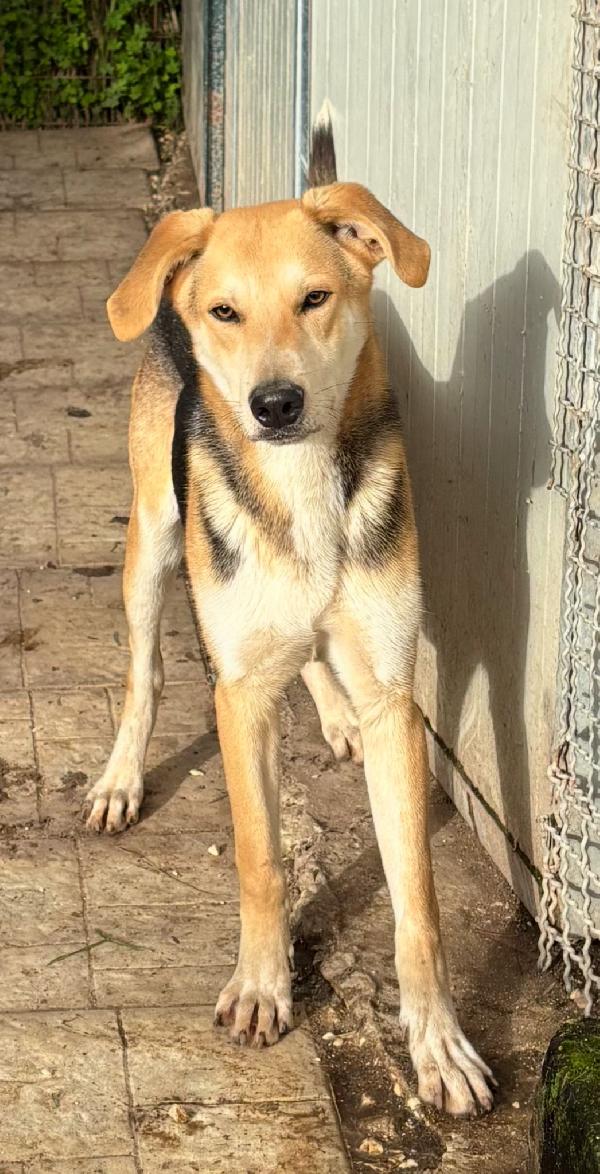 Salvami, nessuno mi vuole Foto 6