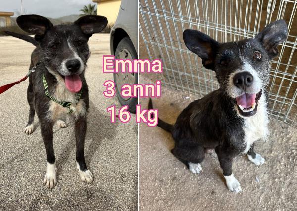 Cagnolini Piccolini In Adozione 