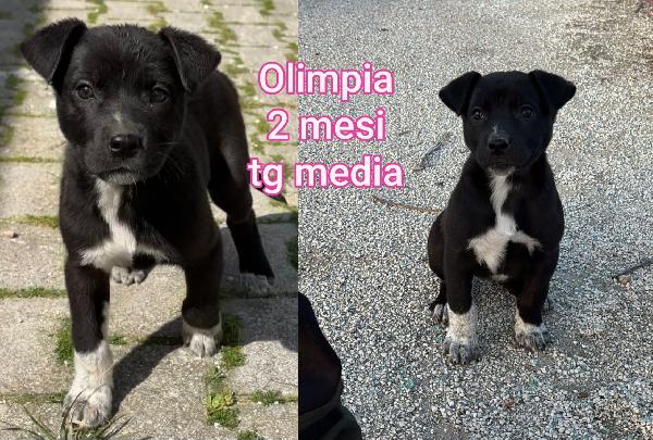 Siamo Sommerse Dai Cuccioli 