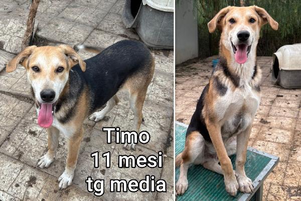 Siamo sommerse dai cuccioli  Foto 8