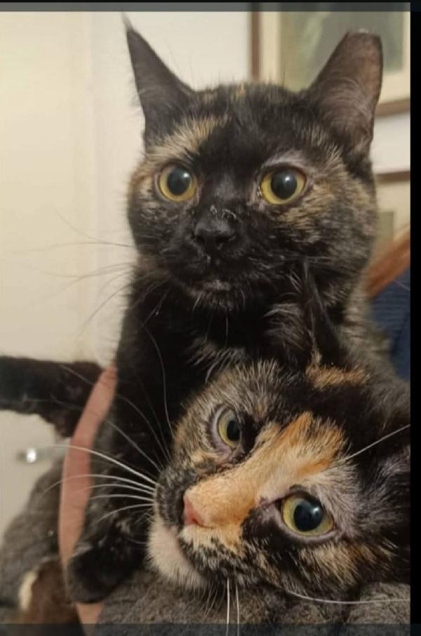 2Micie Squamine Da 1Anno Chiuse In Bagno.milano