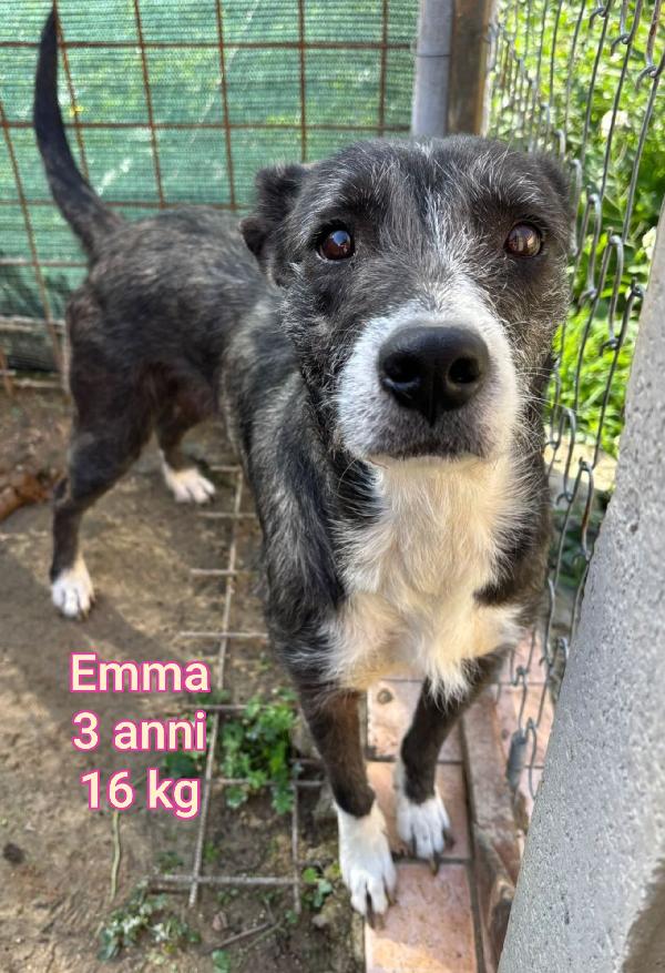 Cani taglia contenuta  Foto 5