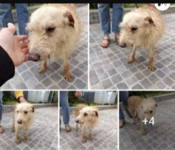 Spillo Piccolo Ed Anziano.adozione Solo In Sicilia 